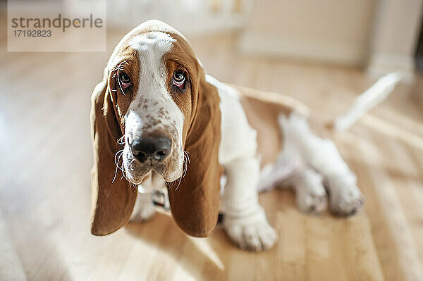 Adorable Basset Hound Welpe sitzt mit niedlichen Ausdruck in ziemlich Licht