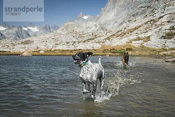 Hunde laufen im See am Berg