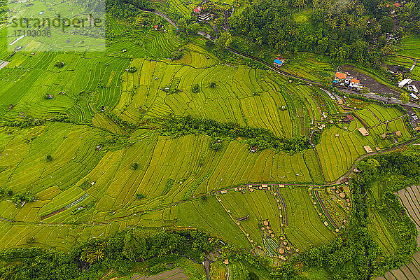 Luftaufnahme von oben auf üppig grüne Reisfelder mit kleinen Bauernhöfen in Bali  Indonesien Terrassenförmige Reisfelder auf einem Hügel