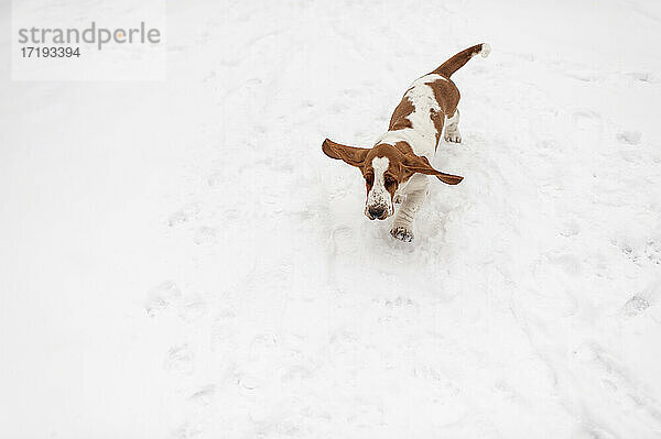 Basset Hound Welpe rennt mit fliegenden Ohren durch den Schnee