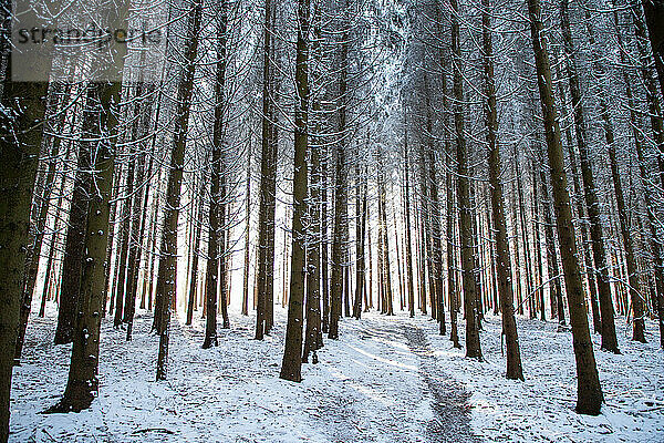 schöne Winterlandschaft schneebedeckter Kiefernwald
