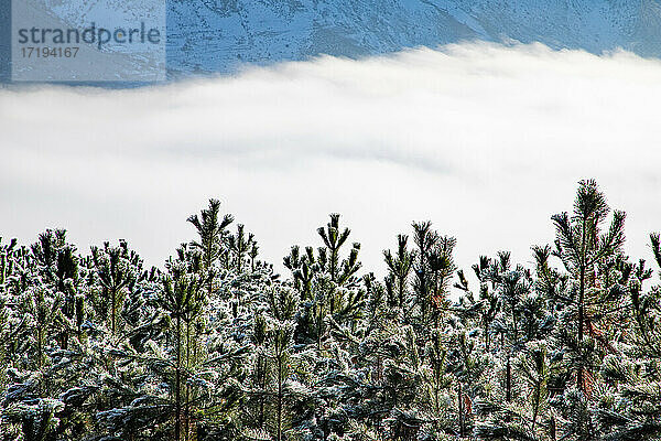erstaunliche Winterlandschaft mit Nebel und frostigen Bäumen in Rumänien