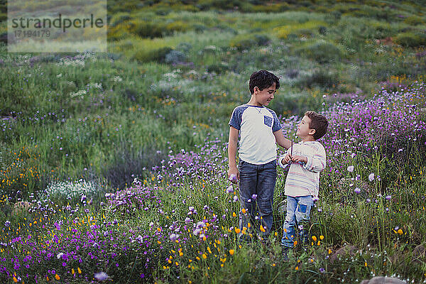 Zwei Brüder unterhalten sich auf einem Feld mit wilden Blumen.