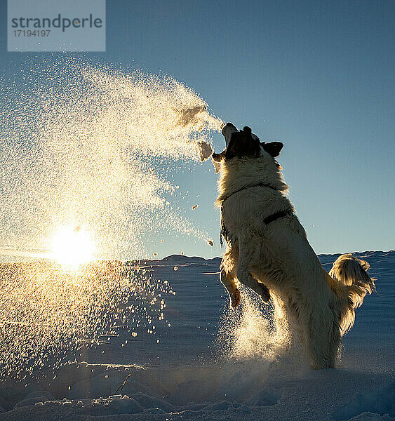 Glücklicher Hund spielt im Schnee