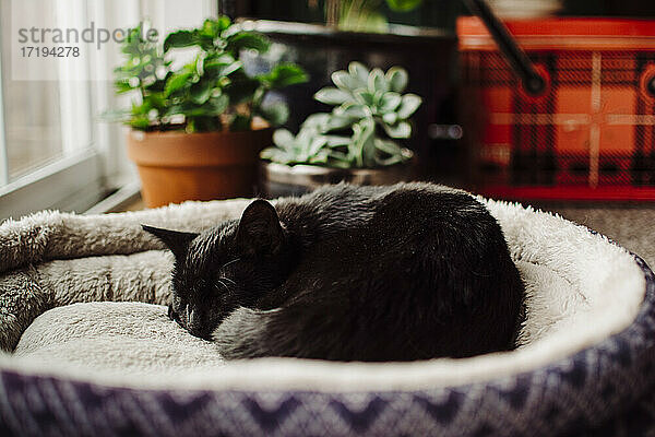 Schwarzes Kätzchen  zusammengerollt  schlafend auf einem blauen Katzenbett