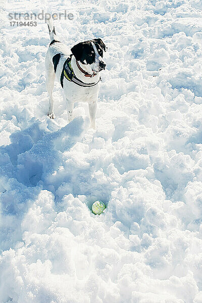 Hund spielt mit einem Ball im Schnee