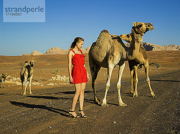 Mädchen im roten Kleid in der Wüste von Dubai mit wilden Kamelen  Mode und Natur