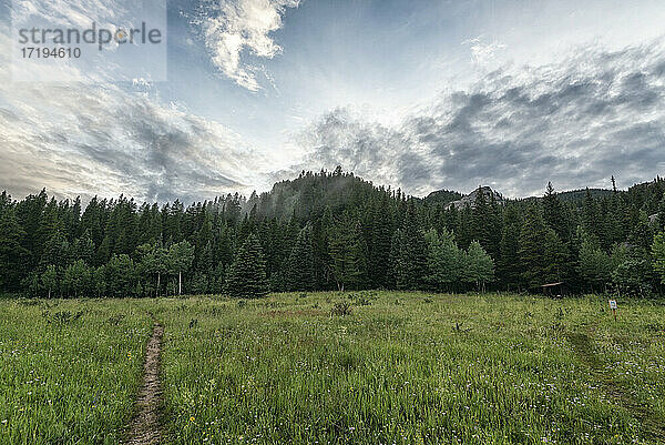 Waldlandschaft in der Mount Evans Wilderness  Colorado