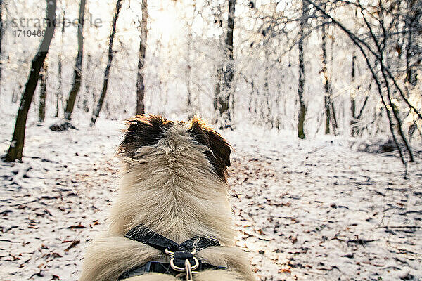 Hundekopf in schöner Winterlandschaft schneebedeckte Kiefer Stirn
