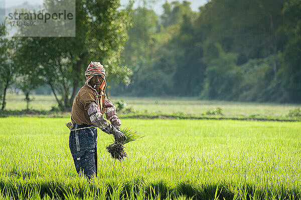 Männlicher Bauer bei der Arbeit auf einem Reisfeld in der Nähe von Kengtung und Blick in die Kamera  Myanmar