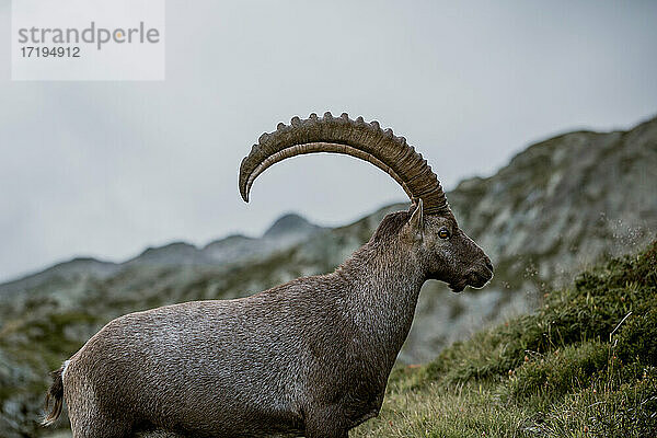 Porträt eines weidenden Steinbocks auf einer Wiese hoch in den französischen Alpen