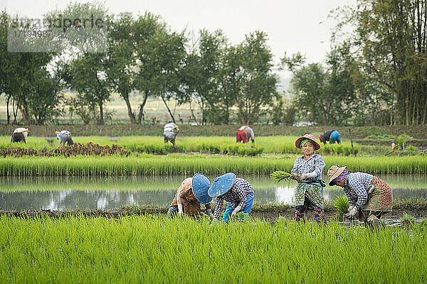 Gruppe von Bauern bei der Arbeit auf einem Reisfeld in der Nähe von Kengtung  Myanmar