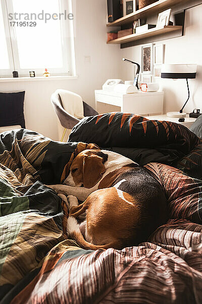 Ein erwachsener Beagle-Hund schläft auf einem gemütlichen Bettchen.