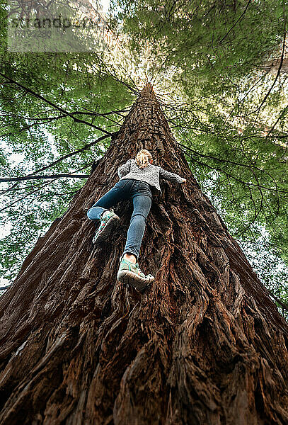 Mutiges  abenteuerlustiges Mädchen klettert auf einen hohen Baum in Neuseeland