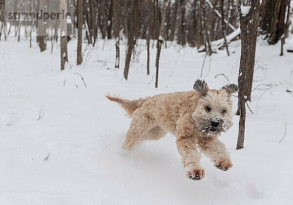 Aufgeregter Wheaten-Terrier-Hund  der wild durch ein verschneites Waldgebiet rennt.