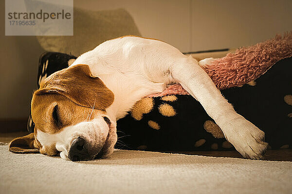 Ein erwachsener Beagle-Hund schläft auf einem gemütlichen Bettchen.