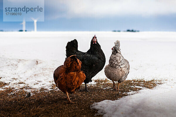 drei Hühner  die im Winter auf einer Wiese im Schnee stehen