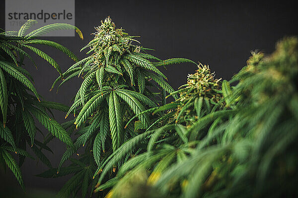 Zweige von Medical Marijuana mit Blütenknospen Standorte Cannabisanbau