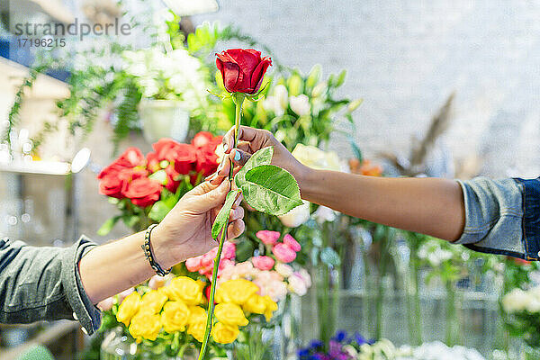 Mann überreicht seiner Partnerin eine schöne Rose