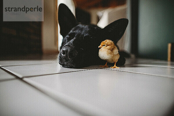 Schlafender Hund und Freund Huhn auf dem Boden im Haus