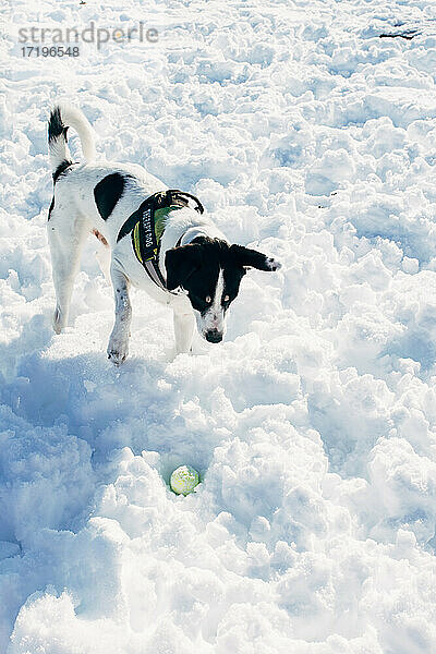 Hund spielt mit einem Ball im Schnee. Labrador sucht