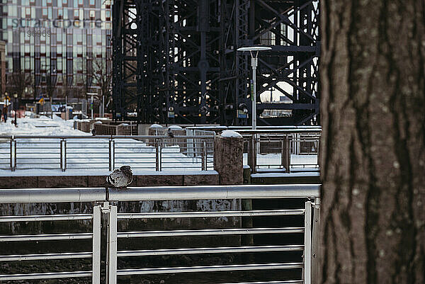 Taube sitzt auf Metallzaun in Stadt