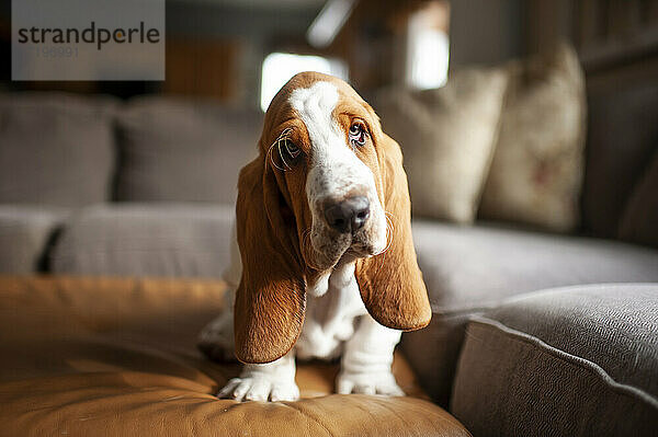 Basset Hound Welpe Hund sitzt auf der Couch zu Hause mit niedlichen Ausdruck