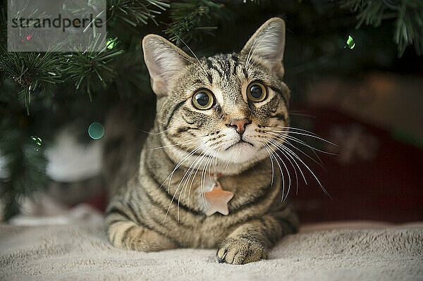 Tabby-Katze auf der Decke liegend unter den Zweigen des Weihnachtsbaums