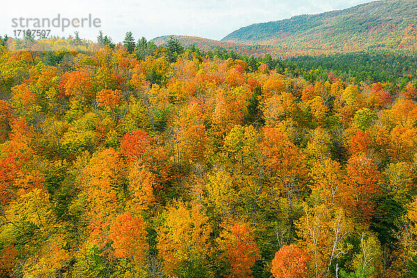 Bunter Herbstwald in den Adirondacks von oben