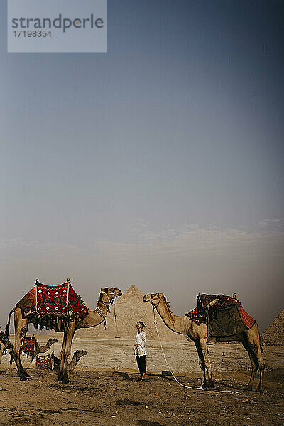 Ägypten  Kairo  Weibliche Touristin zwischen Kamelen stehend mit den Pyramiden von Gizeh im Hintergrund