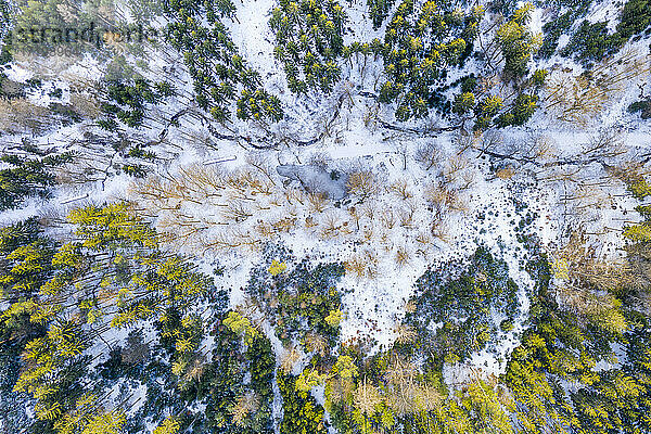 Deutschland  Baden Württemberg  Luftaufnahme Schwäbischer Wald im Winter