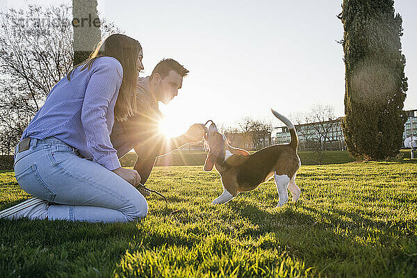 Mid adult couple playing with dog in park during sunset