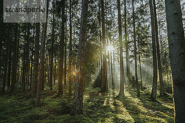 Sonnenlicht strömt durch Bäume im Wald