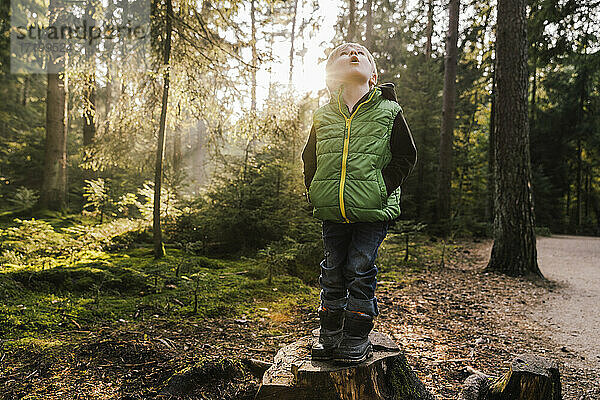 Überraschender Junge  der auf einem Baumstumpf im Wald steht und nach oben schaut