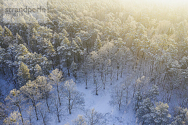 Drohnenansicht eines schneebedeckten Waldes bei Sonnenaufgang