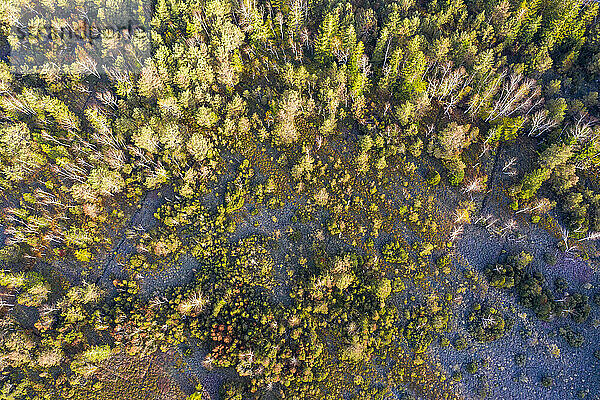 Deutschland  Bayern  Königsdorf  Luftaufnahme eines Waldes