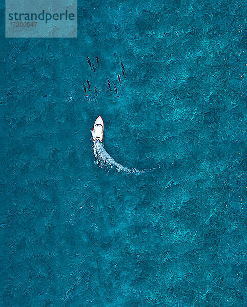 Luftaufnahme eines Motorboots  das eine Gruppe von Delfinen im blauen Meer verfolgt