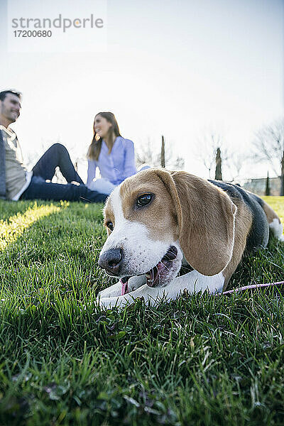 Hund beißt in die Leine  während er auf dem Rasen sitzt  mit einem Paar im Hintergrund im Park