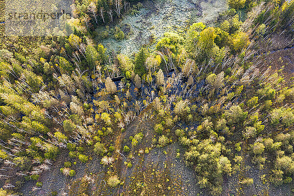 Deutschland  Bayern  Königsdorf  Luftaufnahme eines Waldes