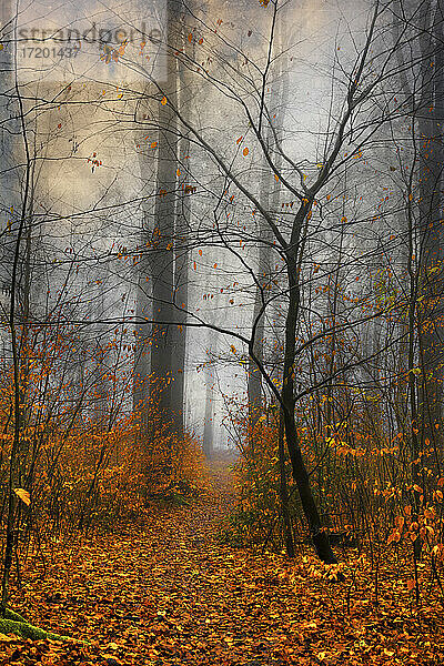 Deutschland  Wuppertal  Nebliger Wald im Herbst