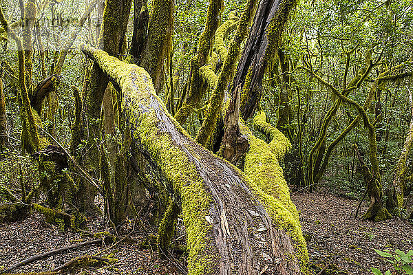 Moosbewachsener Baum im Garajonay-Nationalpark