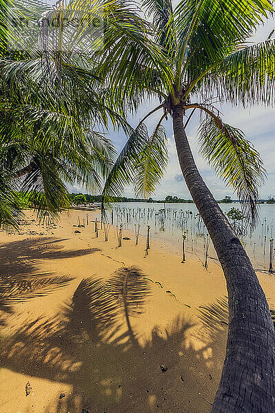 Indonesien  Insel Bintan  Palmenwuchs am tropischen Strand