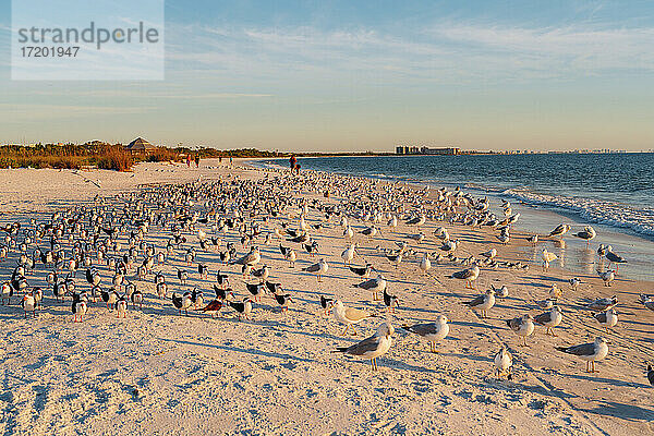 Vogelschwarm am Strand des Lovers Key State Park  Fort Myers  Florida  USA