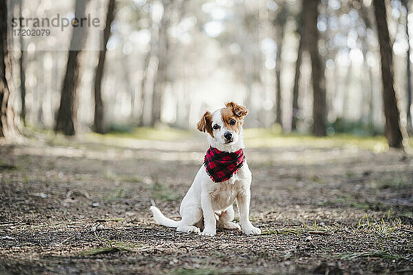 Jack Russell Terrier Hund mit Schal sitzend im Wald