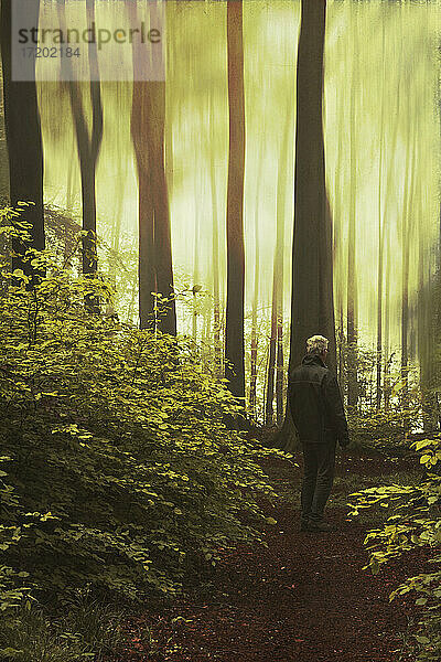 Deutschland  Wuppertal  Mann auf Fußweg im Wald bei Sonnenaufgang