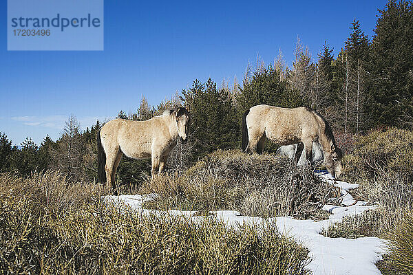 Spanien  Andalusien  Granada  Andalusische Wildpferde grasen im Schnee