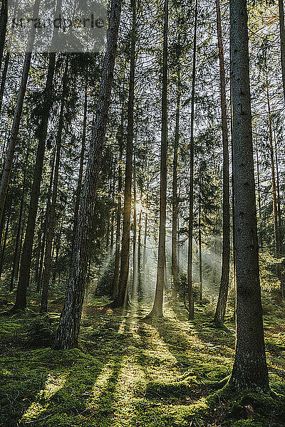 Sonnenstrahlen  die durch Bäume im Wald fallen