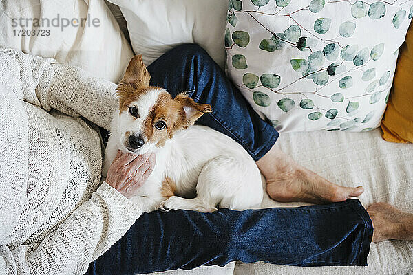 Jack Russell Terrier mit älterer Frau  die zu Hause auf dem Sofa sitzt
