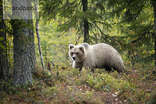 Finnland  Kuhmo  Nordkarelien  Kainuu  Braunbär (Ursus arctos) im Wald