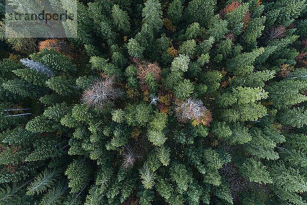 Drohnenansicht eines grünen Nadelwaldes im Herbst
